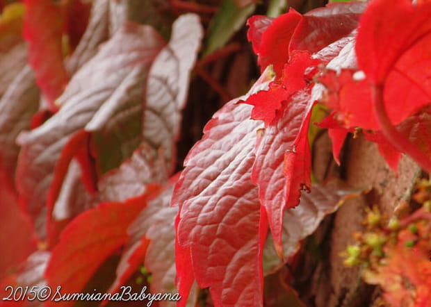 Les feuilles d'érable rougissent