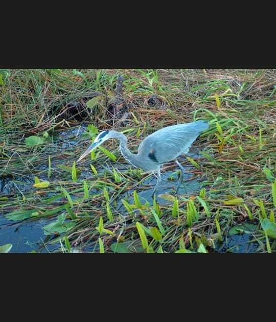 Le parc des Everglades aux Etats-Unis