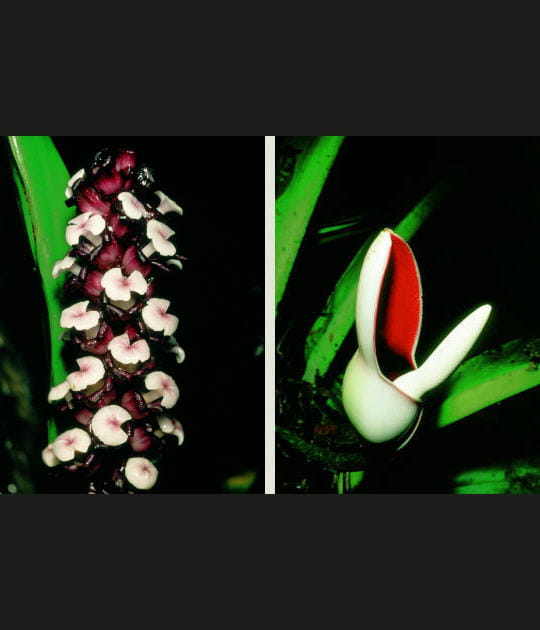 Tupistra et Philodendron