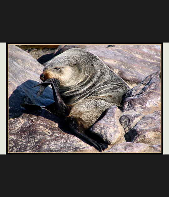 D&eacute;mangeaison nasale