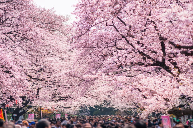 Parc Ueno, immanquable à cette saison