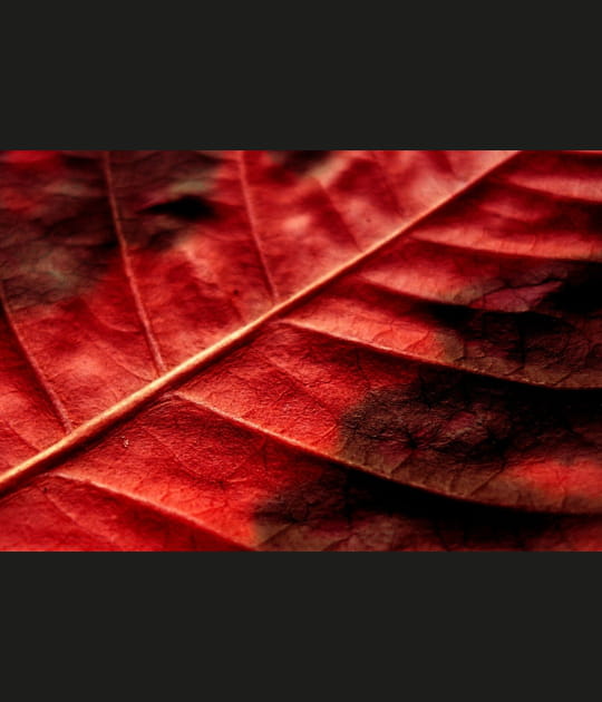 Lignes de vie