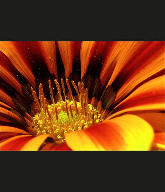 Au c&oelig;ur du gazania