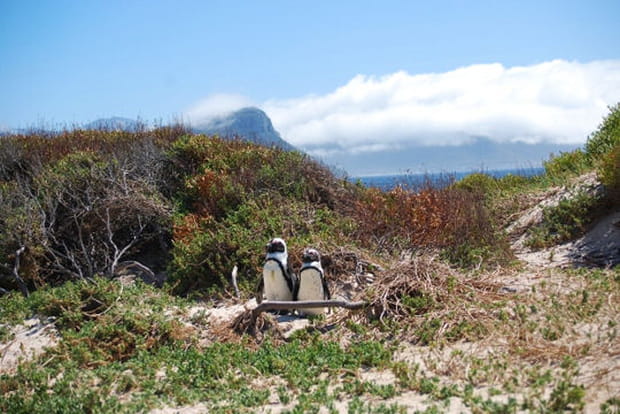 Le couple de manchots du Cap