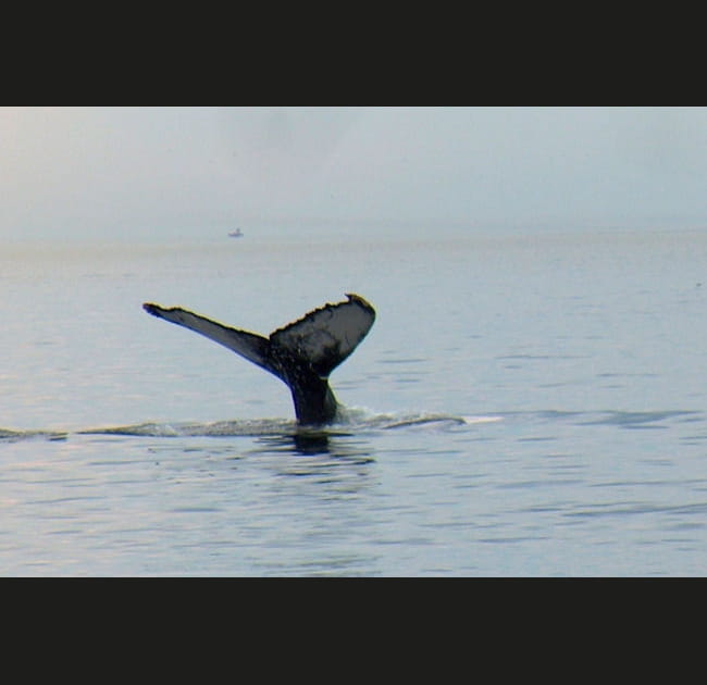 Baleines, une exp&eacute;rience magique