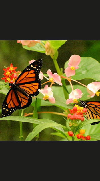 Au Canada, la migration des papillons Monarque