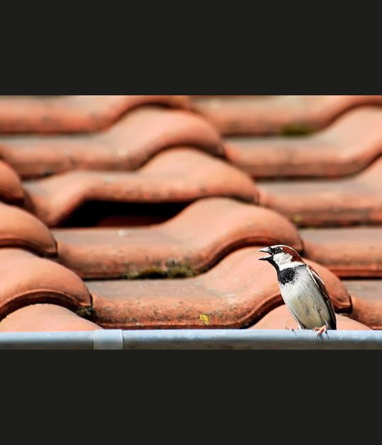 Chant d'oiseau