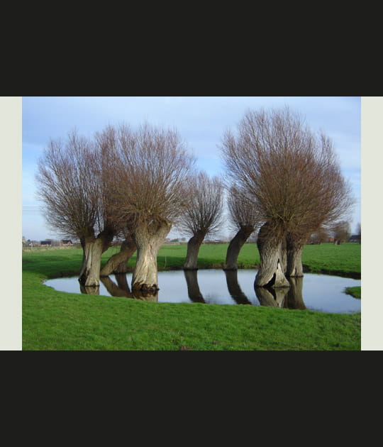 Sculptures Vivantes