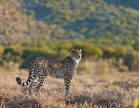 Mission spéciale : Sibella : le guépard miraculé