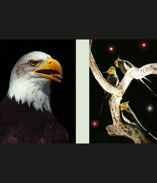 Oiseaux