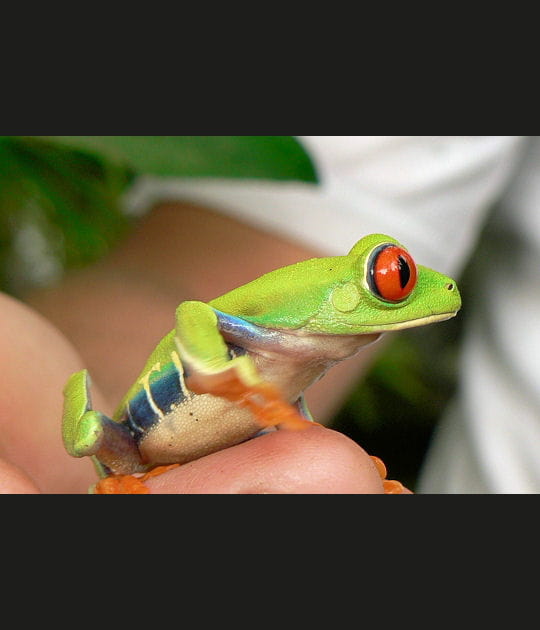 Le symbole du Costa Rica