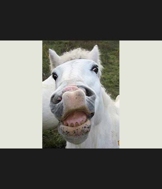 Mors de rire