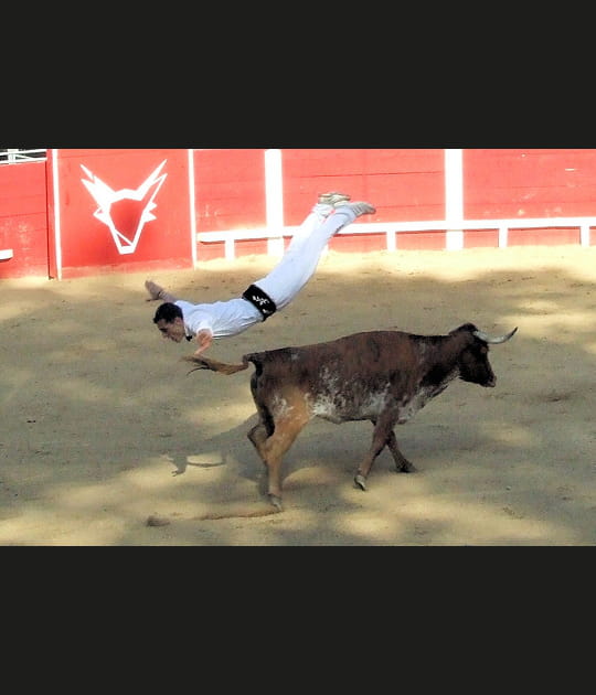 Du saute-mouton au saute-taureau