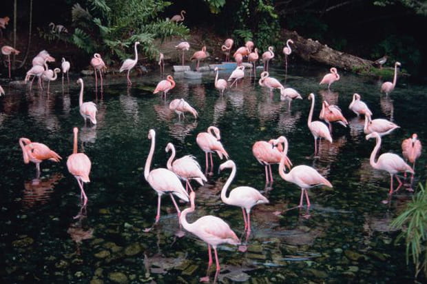 Flamants roses