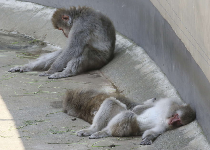 Des macaques ext&eacute;nu&eacute;s au Japon