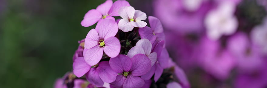 5&nbsp;esp&egrave;ces vivaces &agrave; planter avant fin septembre pour une floraison spectaculaire au printemps