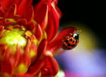 couleurs