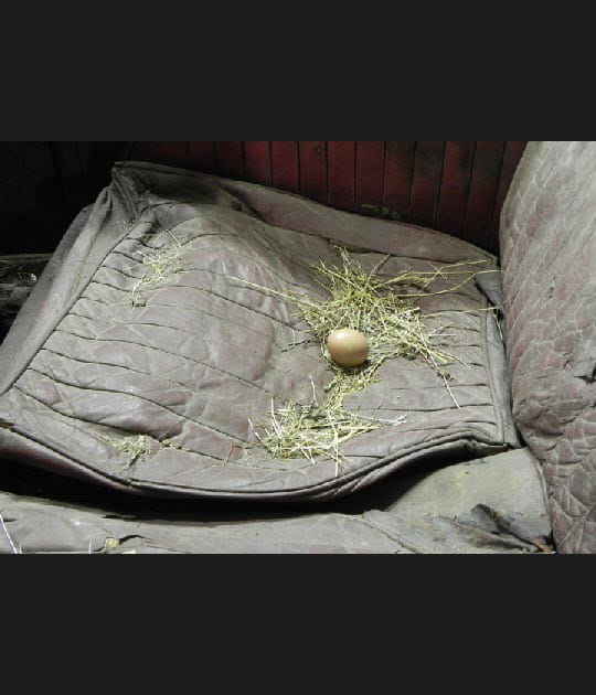 O&ugrave; est la poule