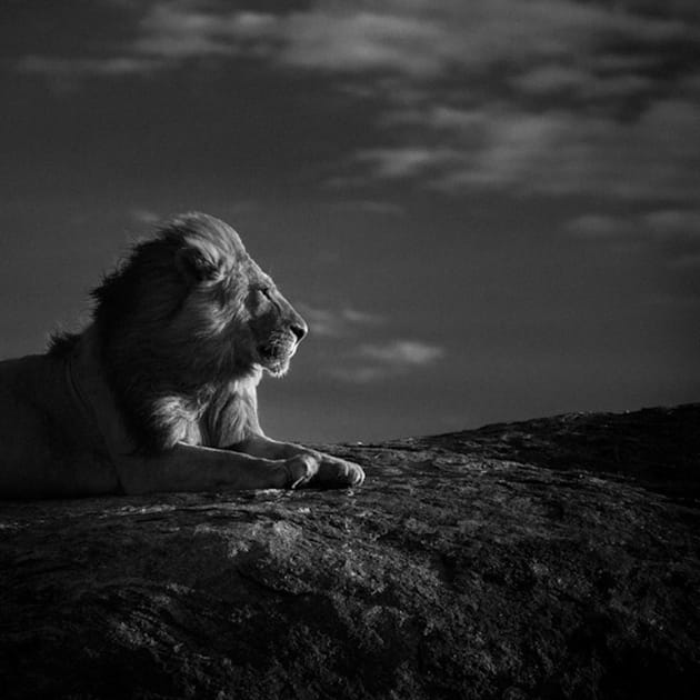 Le roi de la savane