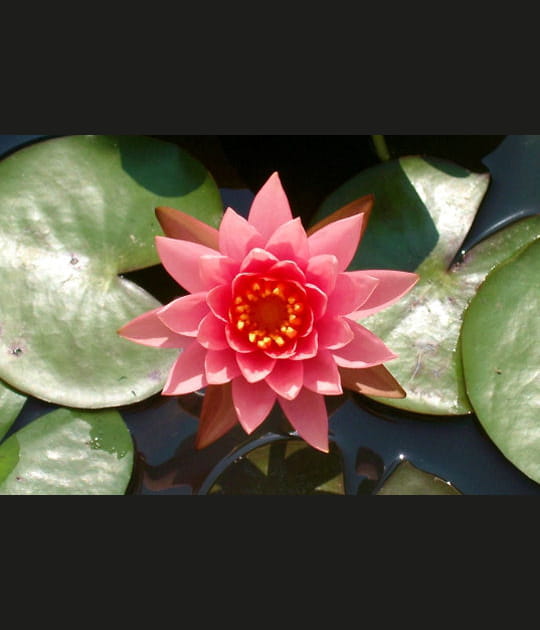 D&eacute;licate fleur de lotus