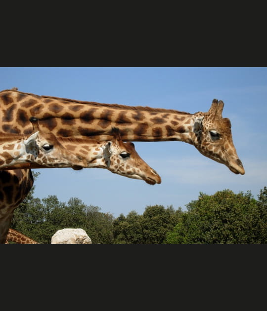 Dans la famille girafe, je voudrais...