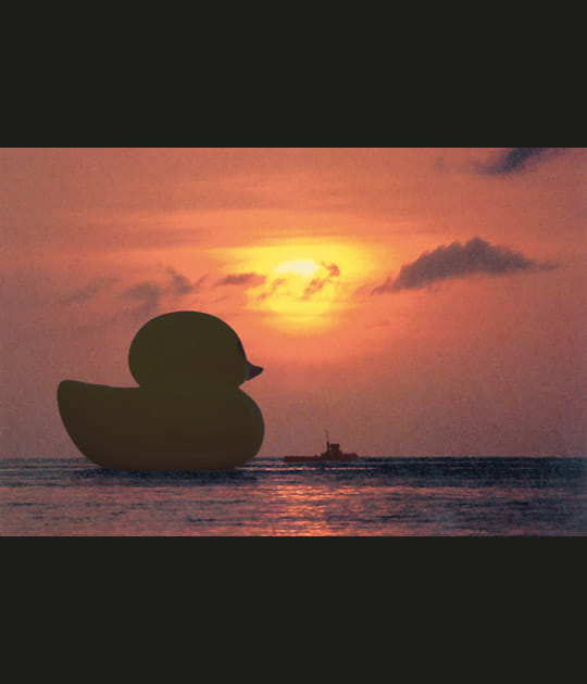 Un canard de bain sur la Loire