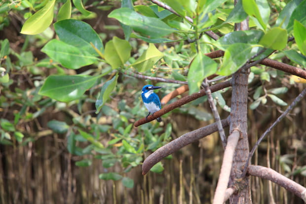 Le Parc national de Bali Barat