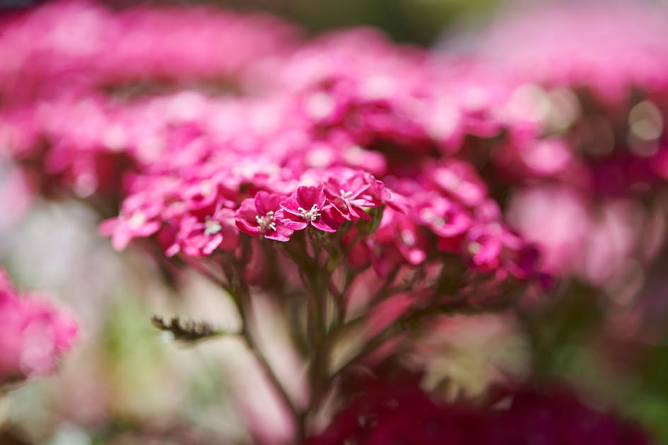 L'achill&eacute;e, une jolie plante aromatique aux fleurs blanches abondantes