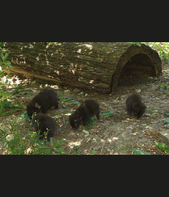 Une port&eacute;e de chiens viverrins