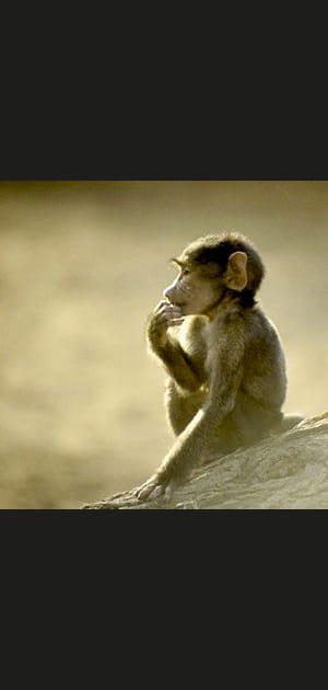 8&nbsp;heures&nbsp;: bain de soleil matinal pour les b&eacute;b&eacute;s babouins