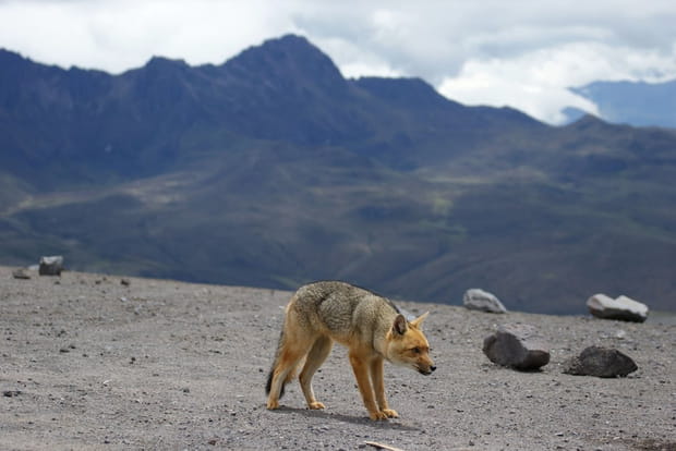Le renard de Magellan