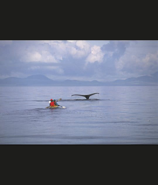 Observation des baleines