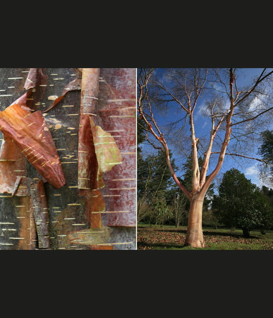 Le bouleau rouge de Chine