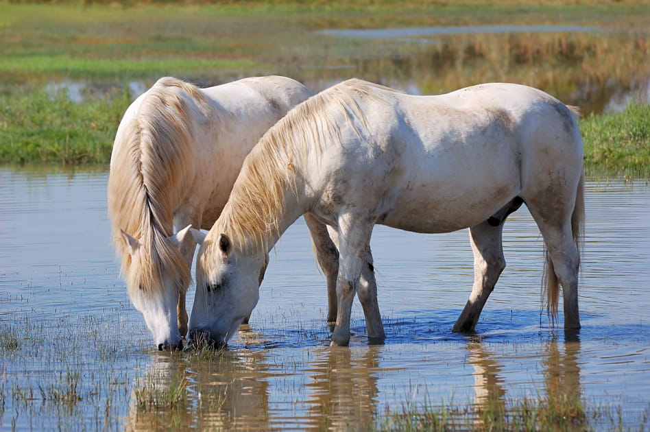 Chevaux poivr&eacute;s