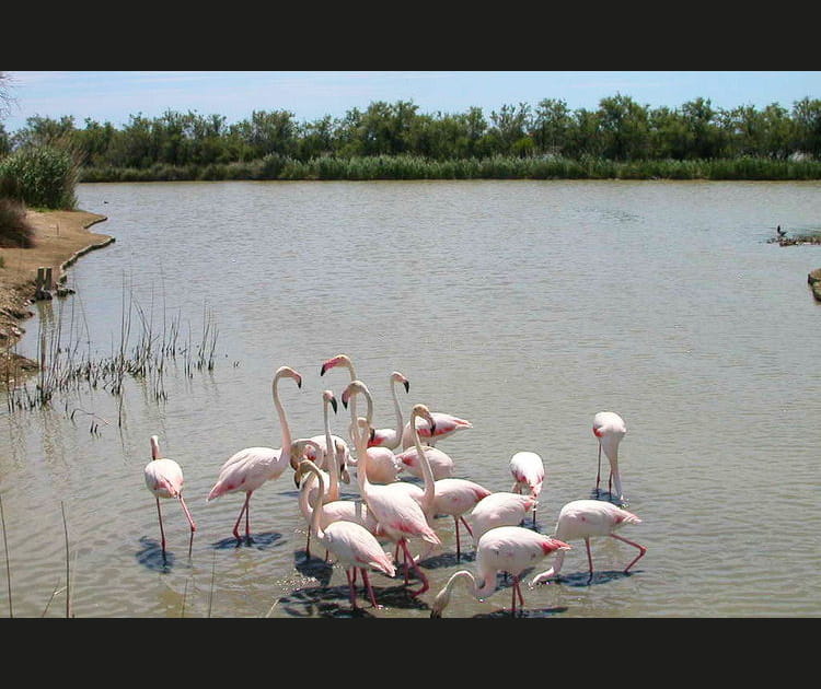 Le Parc naturel r&eacute;gional de Camargue