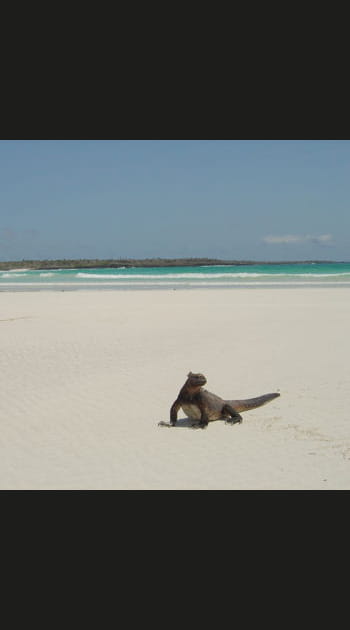 Gal&aacute;pagos, Equateur
