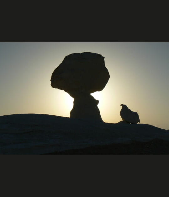 La poule et l'arbre