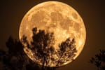 14% plus grosse et 30% plus lumineuse, la première Super Lune de l'année arrive à cette date