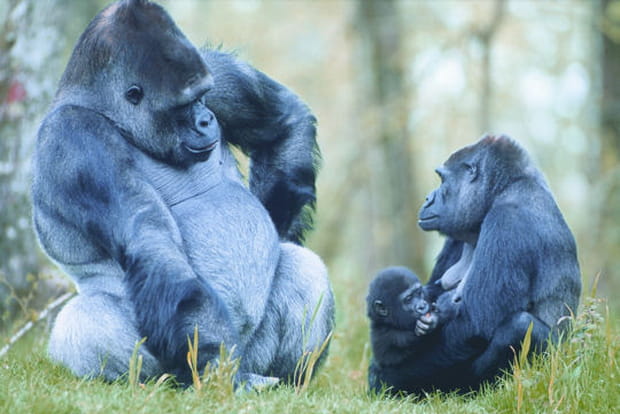 La vallée des Singes, en contact direct avec les grands primates