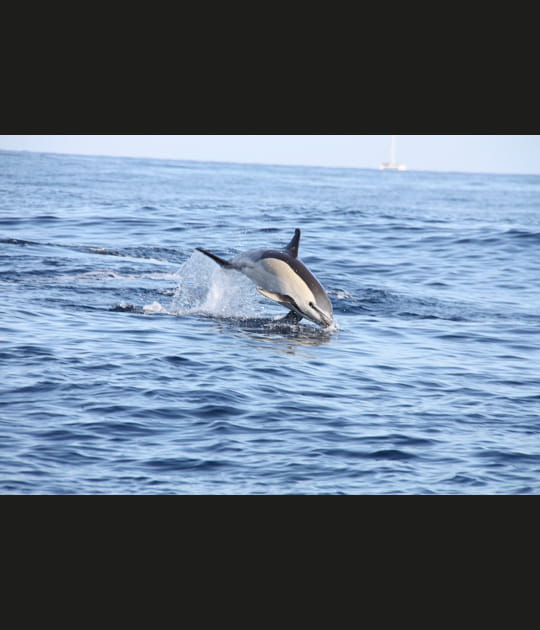 Un compagnon de navigation