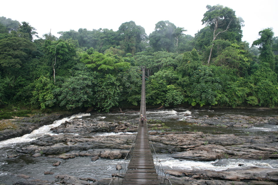 Parc national de Korup&nbsp;: l'une des plus vieilles for&ecirc;ts tropicales au monde