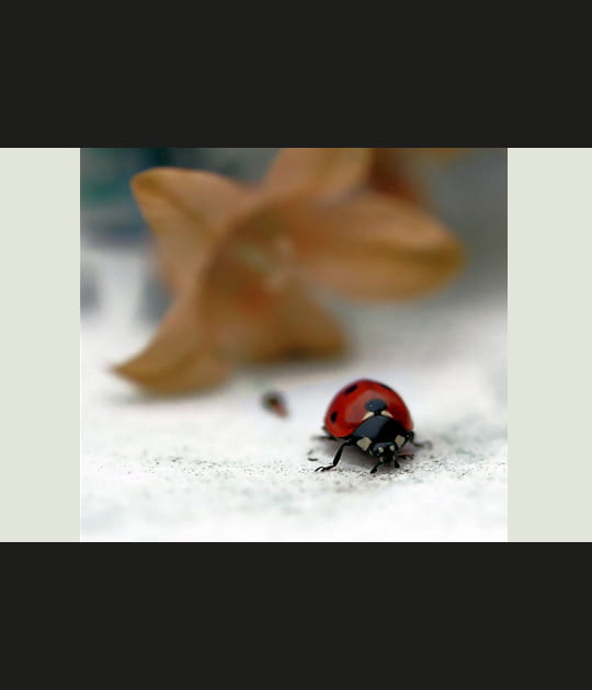 Coccinelle