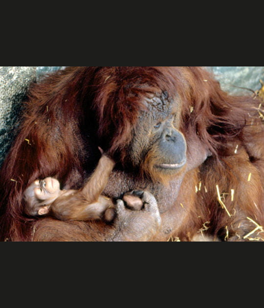 Les orangs-outans de Born&eacute;o