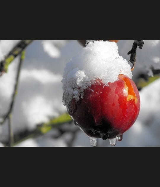 Pomme de givre