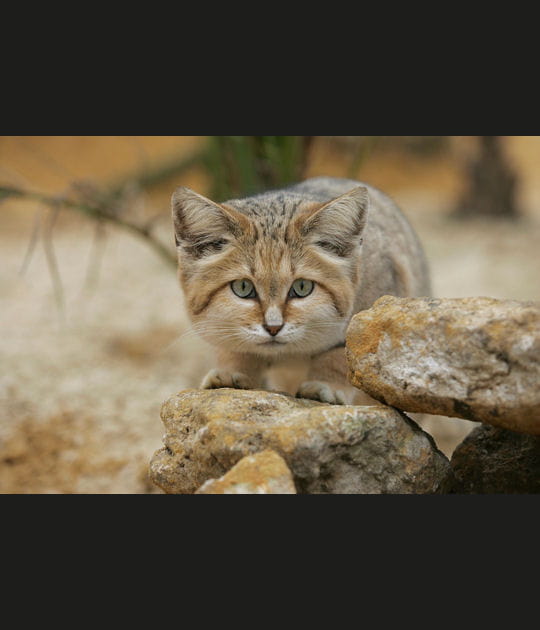 Le chat des sables