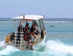 Moorea : l'île aux requins citron