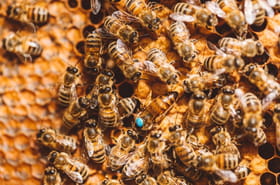 Des abeilles attaquent un p&egrave;re et sa fille, ils d&eacute;c&egrave;dent en succombant &agrave; des centaines de piq&ucirc;res