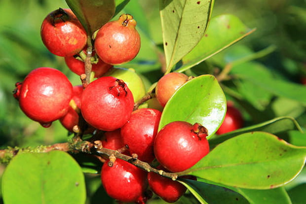 Les goyaviers, populaires pour leurs fruits