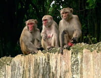 Primates des Caraïbes
