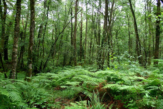 100 lieux incontournables de la Bretagne : la forêt de Brocéliande